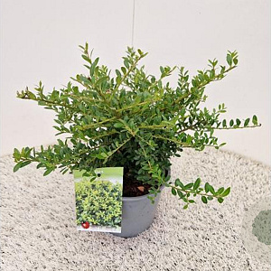 Ilex crenata 'Stokes' 25-30 cm 2,5L