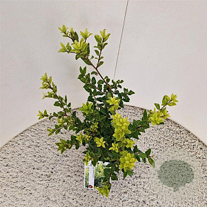 Ilex maximowicziana kanehirae 30-40 cm 2,5L