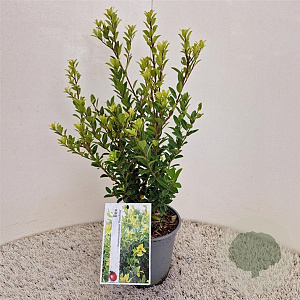 Ilex maximowicziana kanehirae 30-40 cm 2,5L
