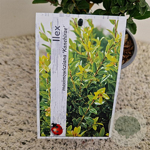 Ilex maximowicziana kanehirae 30-40 cm 2,5L