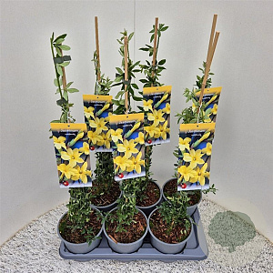 Jasminum nudiflorum 60-65 cm 2,5L