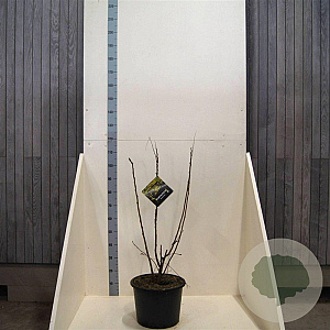 Koelreuteria paniculata 100-125 cm 20L meerstammig