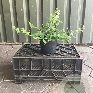 Kolkwitzia amabilis 30-40 cm 3,0L