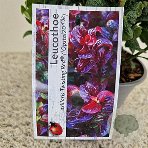 Leucothoe axillaris Twisting Red 20-25 cm 2,5L