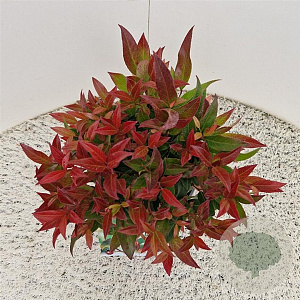 Leucothoe 'Zeblid' 30-35 cm 2,5L