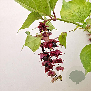Leycesteria formosa 40-50 cm 3,0L