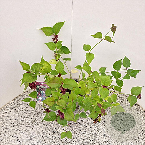 Leycesteria formosa 40-50 cm 3,0L