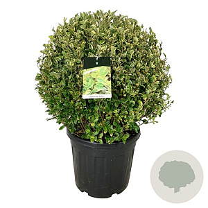Ligustrum oval. 'Aureum' 70-80 cm 50L bol extra