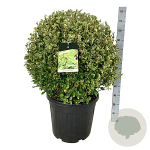 Ligustrum oval. 'Aureum' 70-80 cm 50L bol extra