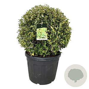 Ligustrum oval. 'Aureum' 80-90 cm cont. 90L bol extra