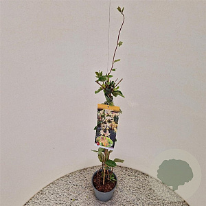 Lonicera capr. 'Inga' 80-85 cm 2,5L