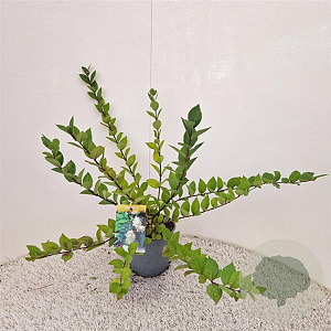Lonicera fragrantissima 40-45 cm 2,5L