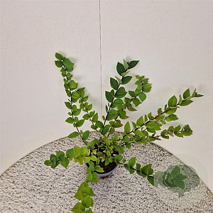 Lonicera fragrantissima 40-45 cm 2,5L