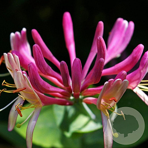 Lonicera heckr. 'Goldflame' 80-100 cm rozenpot 2L