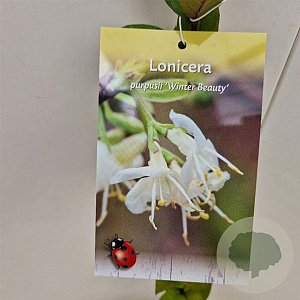 Lonicera purpusii 'Winter Beauty' 40-45 cm 2,5L
