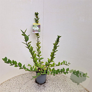 Lonicera purpusii 'Winter Beauty' 40-45 cm 2,5L