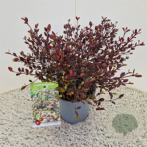 Lophomyrtus ralphii 'Purpurea Nana' 30-35 cm 2,5L