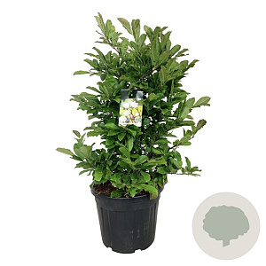 Magnolia loebneri 'Wildcat' 100-125 cm cont. 55L extra