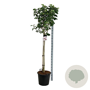 Magnolia 'Pink Beauty' 120 cm stam cont. 55L extra