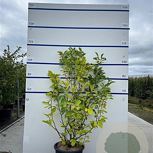 Magnolia soulangeana 100-125 cm 20L meerstammig