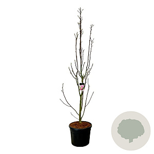 Magnolia Watermelon 250-300 cm cont. 90L extra