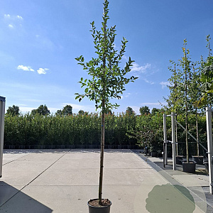 Malus 'Red Sentinel' 10-12 HO 45L