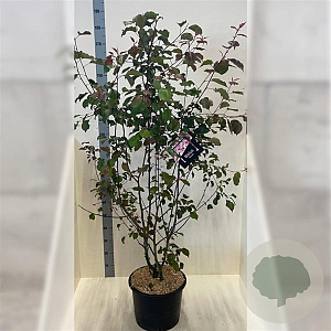 Malus 'Rudolph' 150-175 cm 20L meerstammig