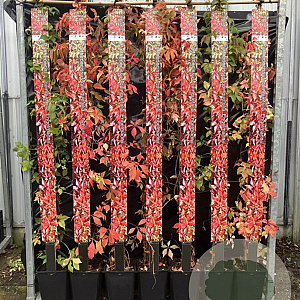 Parthenocissus quinq.engelmannii 100-125 cm 5,0L