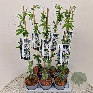 Passiflora caerulea 70-75 cm 2,5L