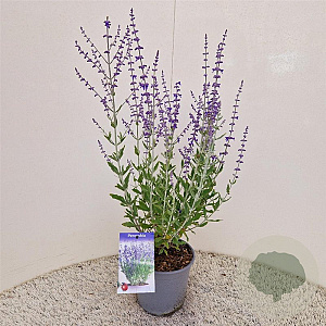 Perovskia atripl. 'Little Spire' 40-45 cm 2,5L