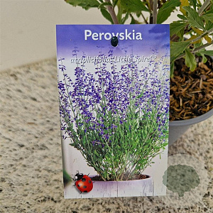 Perovskia atripl. 'Little Spire' 40-45 cm 2,5L