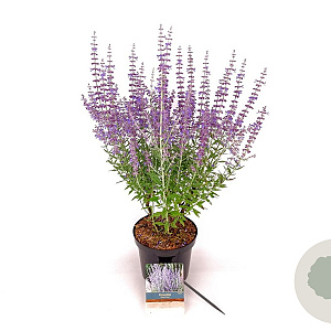 Perovskia atripl. 'Prime Time' 30-40 cm 3,0L