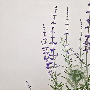 Perovskia 'Blue Spire' 40-45 cm 2,5L