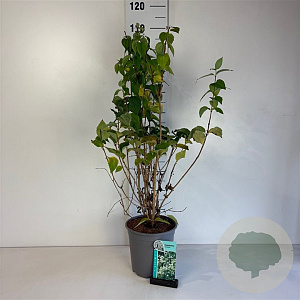 Philadelphus coronarius 50-60 cm 6,5L