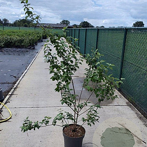 Philadelphus 'Virginal' 80-100 cm 10L