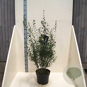 Phillyrea angustifolia 80-100 cm 10L