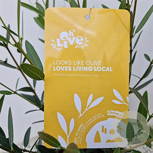 Phillyrea ang. 'Green Line' 45-50 cm 2,5L met stok
