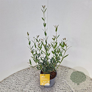 Phillyrea ang. 'Green Line' 45-50 cm 2,5L met stok