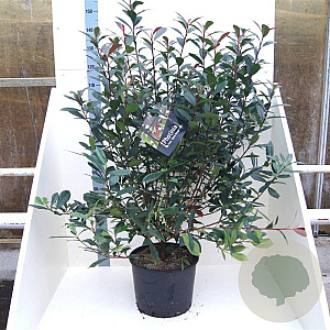 Photinia fraseri Carré Rouge 100-125 cm 20L