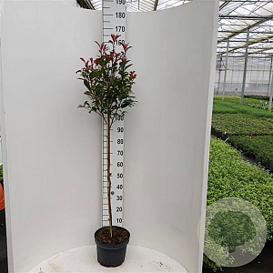 Photinia fraseri 'Carré Rouge' 90 cm stam 10L