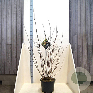 Physocarpus opulif. Diable d'Or 125-150 cm 20L