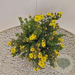 Potentilla f. 'Kobold' 25-30 cm 2,5L
