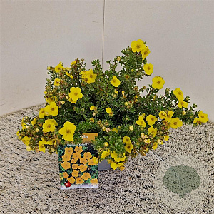 Potentilla f. 'Kobold' 25-30 cm 2,5L