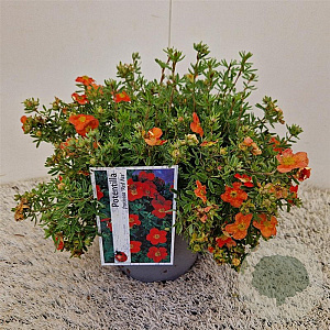 Potentilla f. 'Red Ace' 25-30 cm 2,5L