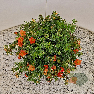 Potentilla f. 'Red Ace' 25-30 cm 2,5L