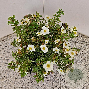 Potentilla f. 'Tilford Cream' 25-30 cm 2,5L