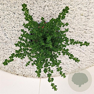 Prostanthera cuneata 20-25 cm C1.5