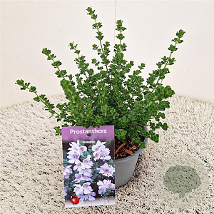 Prostanthera cuneata 20-25 cm C1.5