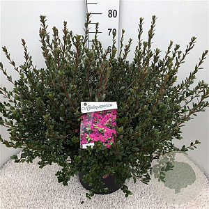 Rhododendron (AJ) 'Amoenum' 50-60 cm 20L