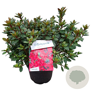 Rhododendron (AJ) 'Arabesk' 25-30 cm 4,0L